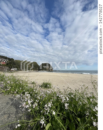 Flowers blooming on the coast and the sky Flowers blooming on the coast and the sky 142778027