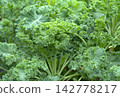 Organic fresh kale growing in garden 142778217