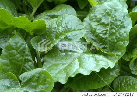 Malabar spinach growing in garden. Malabar spinach growing in garden. 142778218