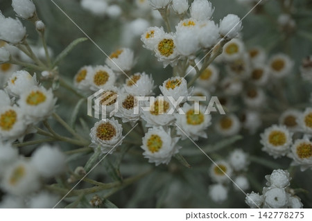 野生高山植物珍珠繡線菊(Anaphalis margaritacea)花朵嬌嫩,葉片呈煙熏色,成簇開放。 野生高山植物珍珠繡線菊(Anaphalis margaritacea)花朵嬌嫩,葉片呈煙熏色,成簇開放。 142778275