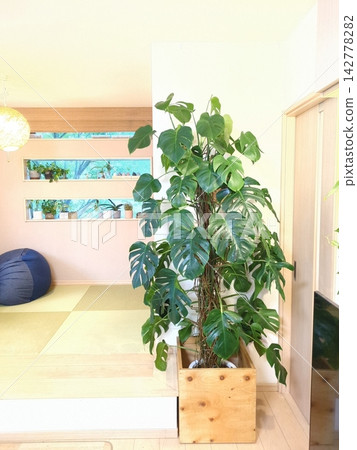 Monstera, extra large, 10-inch pot, with deeply lobed leaves, ideal as a houseplant, symbol tree, or for interior decoration, Japanese modern style. Monstera, extra large, 10-inch pot, with deeply lobed leaves, ideal as a houseplant, symbol tree, or for interior decoration, Japanese modern style. 142778282