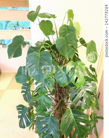 特大號龜背竹,10吋盆栽,葉片深裂,是理想的室內植物、象徵樹或室內裝飾,日式現代風格。 特大號龜背竹,10吋盆栽,葉片深裂,是理想的室內植物、象徵樹或室內裝飾,日式現代風格。 142778284