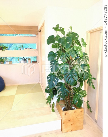 特大號龜背竹,10吋盆栽,葉片深裂,是理想的室內植物、象徵樹或室內裝飾,日式現代風格。 特大號龜背竹,10吋盆栽,葉片深裂,是理想的室內植物、象徵樹或室內裝飾,日式現代風格。 142778285