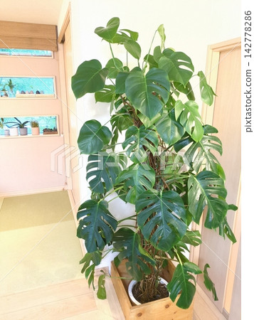Monstera, extra large, 10-inch pot, with deeply lobed leaves, ideal as a houseplant, symbol tree, or for interior decoration, Japanese modern style. Monstera, extra large, 10-inch pot, with deeply lobed leaves, ideal as a houseplant, symbol tree, or for interior decoration, Japanese modern style. 142778286