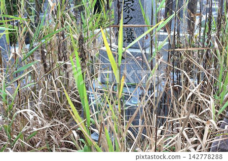 一座雜草叢生、無人問津的日本墳墓。 一座雜草叢生、無人問津的日本墳墓。 142778288