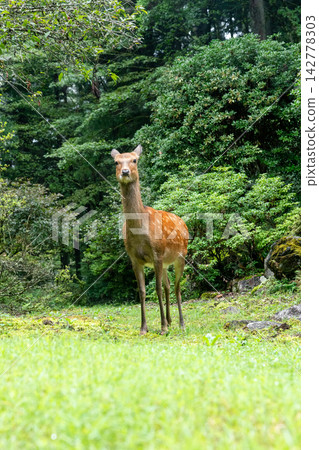 野生小鹿 野生小鹿 142778303