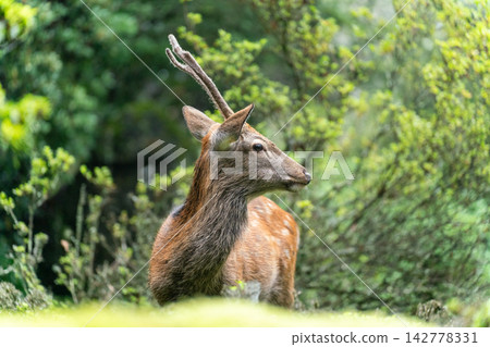 wild stag wild stag 142778331