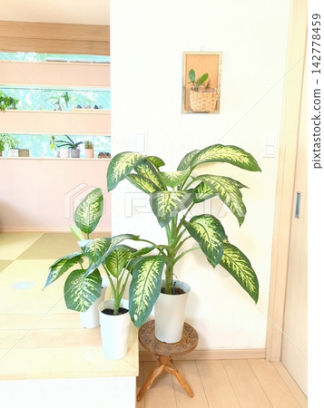 花葉萬年青“熱帶雪”,6吋盆栽,斑葉,室內植物,室內裝飾,白色花盆,木凳 花葉萬年青“熱帶雪”,6吋盆栽,斑葉,室內植物,室內裝飾,白色花盆,木凳 142778459