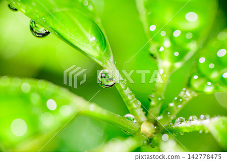 拍攝室內植物葉片上水滴和晨露的微距照片。 拍攝室內植物葉片上水滴和晨露的微距照片。 142778475