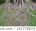 Pigeon perched among sprawling tree roots with green grass and fallen yellow leaves under bright daylight 142778874