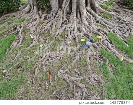 Pigeon perched among sprawling tree roots with green grass and fallen yellow leaves under bright daylight Pigeon perched among sprawling tree roots with green grass and fallen yellow leaves under bright daylight 142778874