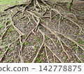 Mature tree roots sprawling across grassy ground with scattered leaves and pebbles under natural daylight 142778875