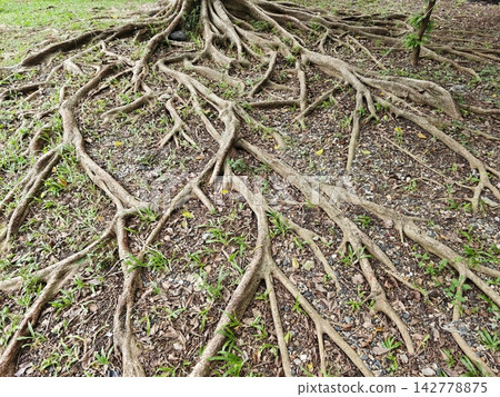 Mature tree roots sprawling across grassy ground with scattered leaves and pebbles under natural daylight Mature tree roots sprawling across grassy ground with scattered leaves and pebbles under natural daylight 142778875