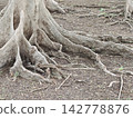 Mature tree roots sprawling across dry earth with tangled, gnarled bark and sparse green shoots under diffuse daylight 142778876