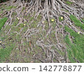 Mature tree roots entwined with green grass and scattered yellow leaves under natural daylight 142778877