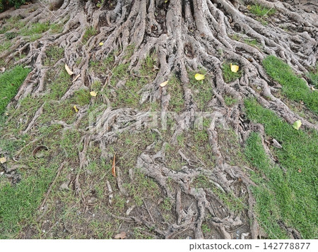 Mature tree roots entwined with green grass and scattered yellow leaves under natural daylight Mature tree roots entwined with green grass and scattered yellow leaves under natural daylight 142778877
