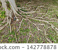 Mature tree roots sprawling through grass with scattered yellow leaves and textured bark under natural daylight 142778878