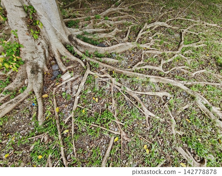 Mature tree roots sprawling through grass with scattered yellow leaves and textured bark under natural daylight Mature tree roots sprawling through grass with scattered yellow leaves and textured bark under natural daylight 142778878
