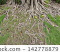 Massive tree roots sprawling through green grass with scattered yellow leaves and textured bark under natural daylight 142778879