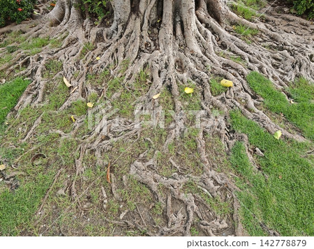 Massive tree roots sprawling through green grass with scattered yellow leaves and textured bark under natural daylight 142778879