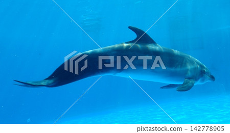 海豚在清澈湛藍的海水中優雅地游弋。 142778905