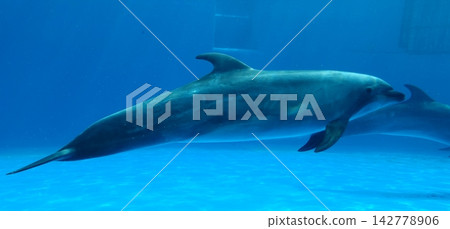 海豚在清澈湛藍的海水中優雅地游弋。 海豚在清澈湛藍的海水中優雅地游弋。 142778906