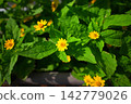 Melampodium 142779026
