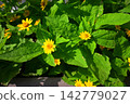 Melampodium 142779027