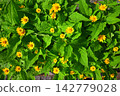 Melampodium 142779028