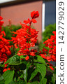 Salvia 142779029