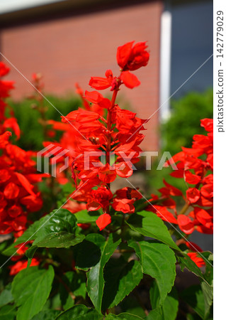 Salvia Salvia 142779029