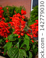 Salvia 142779030