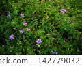Kobanorantana 142779032