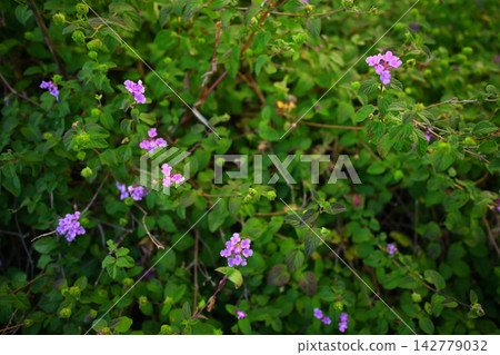 Kobanorantana Kobanorantana 142779032