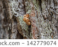 Shellfish of the semi left in the tree Shellfish of the semi left in the tree 142779074