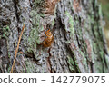 Shellfish of the semi left in the tree Shellfish of the semi left in the tree 142779075