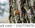 Shellfish of the semi left in the tree Shellfish of the semi left in the tree 142779076