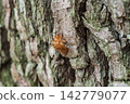 Shellfish of the semi left in the tree Shellfish of the semi left in the tree 142779077