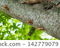 Shellfish of the semi left in the tree Shellfish of the semi left in the tree 142779079