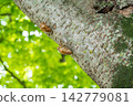 Shellfish of the semi left in the tree Shellfish of the semi left in the tree 142779081