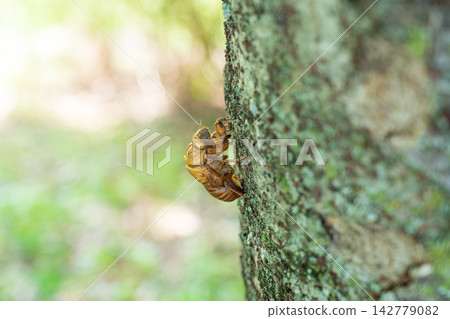 Shellfish of the semi left in the tree Shellfish of the semi left in the tree 142779082