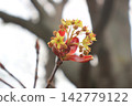 Close-Up of Emerging Maple Tree Blossoms in Spring 142779122