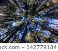 I look up in the forest 142779184
