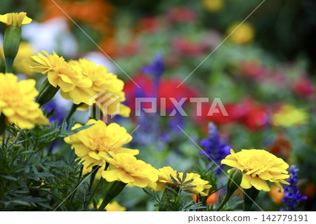 黃色的萬壽菊和一片五彩繽紛的花田 黃色的萬壽菊和一片五彩繽紛的花田 142779191