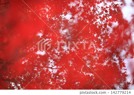 深紅色楓木色 深紅色楓木色 142779214