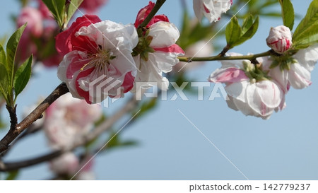 Genpei-style peach blossoms bloom profusely in the spring garden. Genpei-style peach blossoms bloom profusely in the spring garden. 142779237