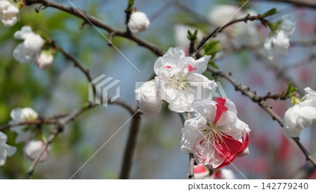 Genpei-style peach blossoms bloom profusely in the spring garden. Genpei-style peach blossoms bloom profusely in the spring garden. 142779240