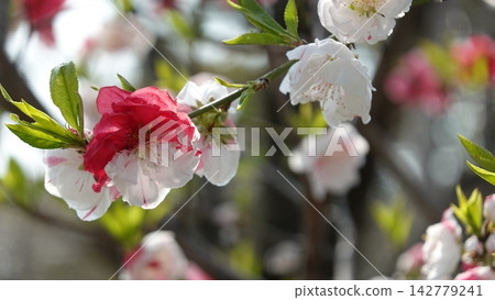 Genpei-style peach blossoms bloom profusely in the spring garden. Genpei-style peach blossoms bloom profusely in the spring garden. 142779241