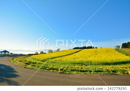奧吉亞山本高原上，油菜花盛開。 142779291