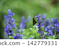 一隻蜻蜓停在一朵藍色的鼠尾草花上。 142779331